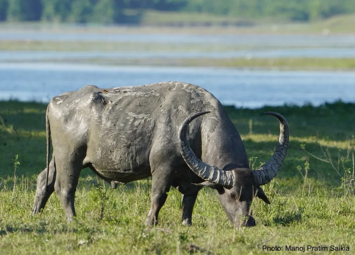 Powerful Presence: A Wild Buffalo Commands Attention in Kaziranga National Park  